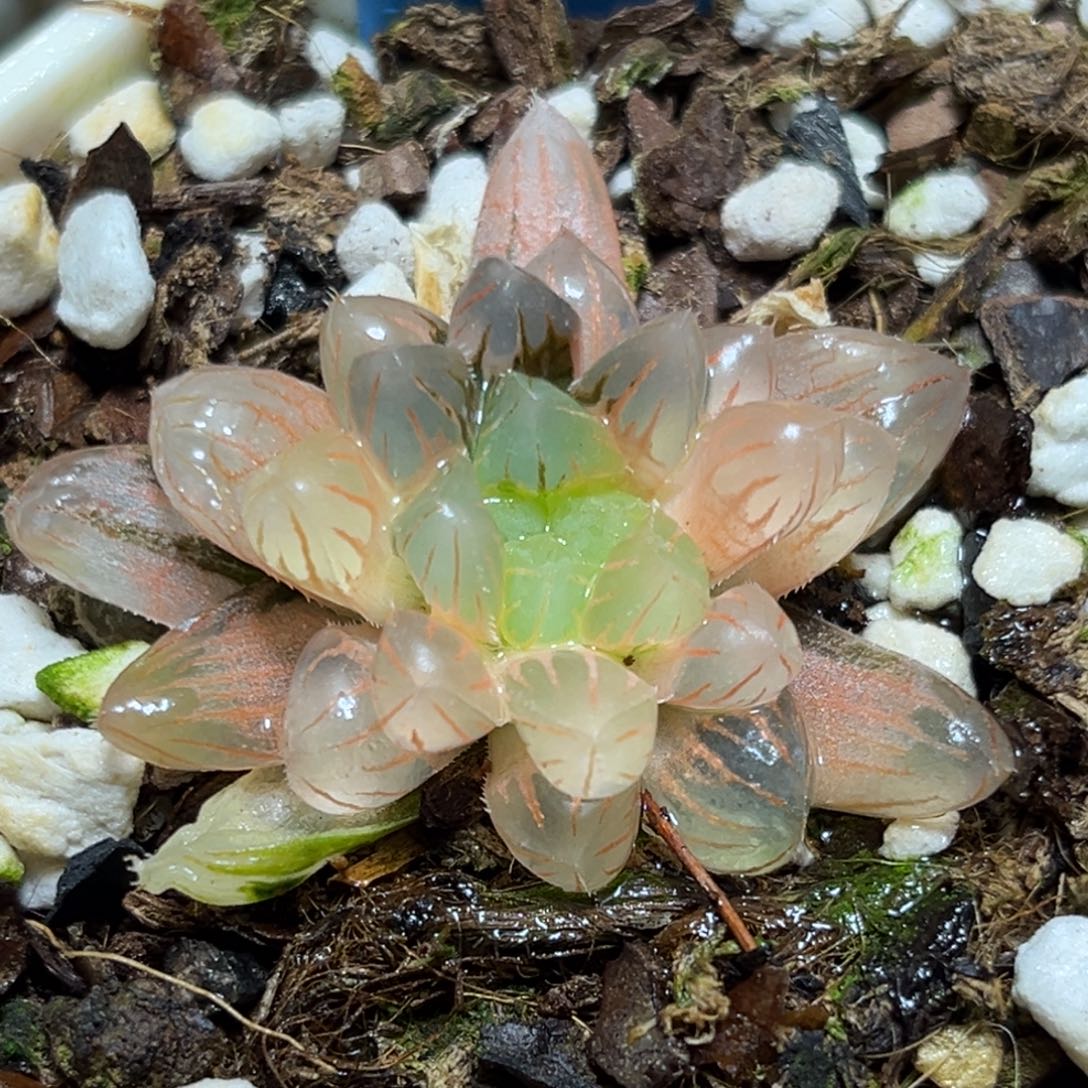 恭喜发财大吉大利921