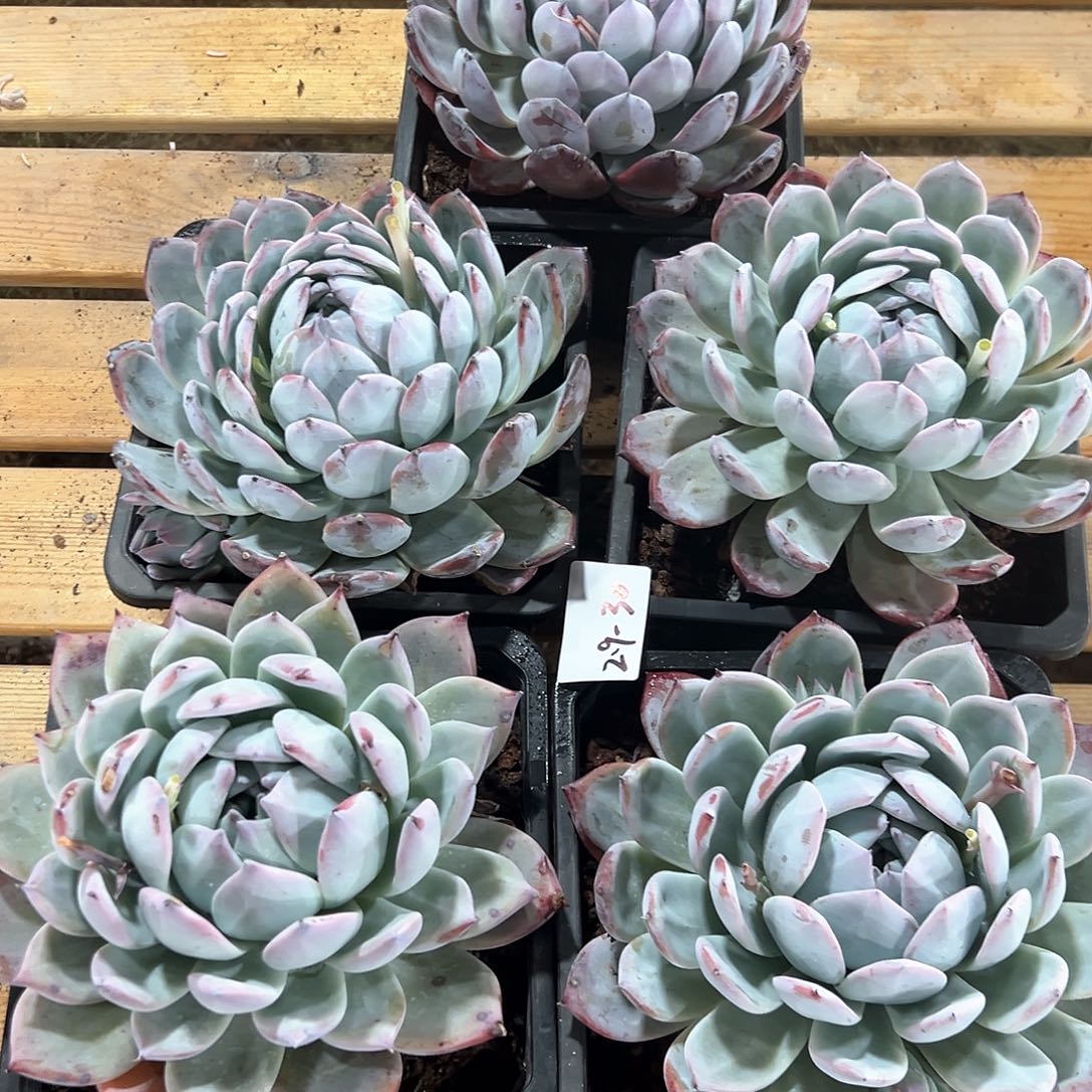 2.9-30大单头黑卡多肉随机