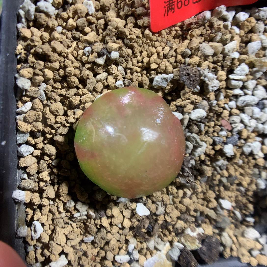 8-26-35 灯泡一颗10精灵