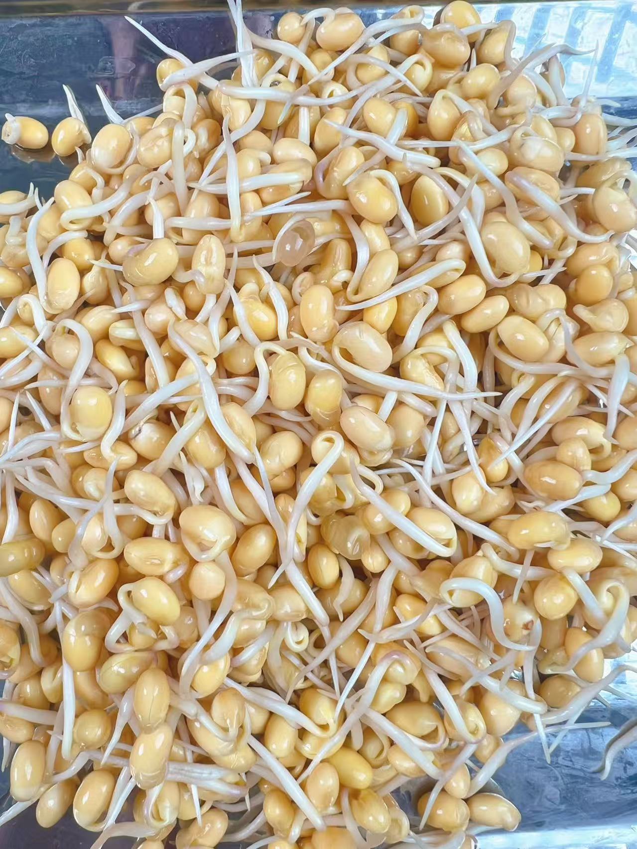 （顺丰包邮）绿色0添加金黄小豆芽