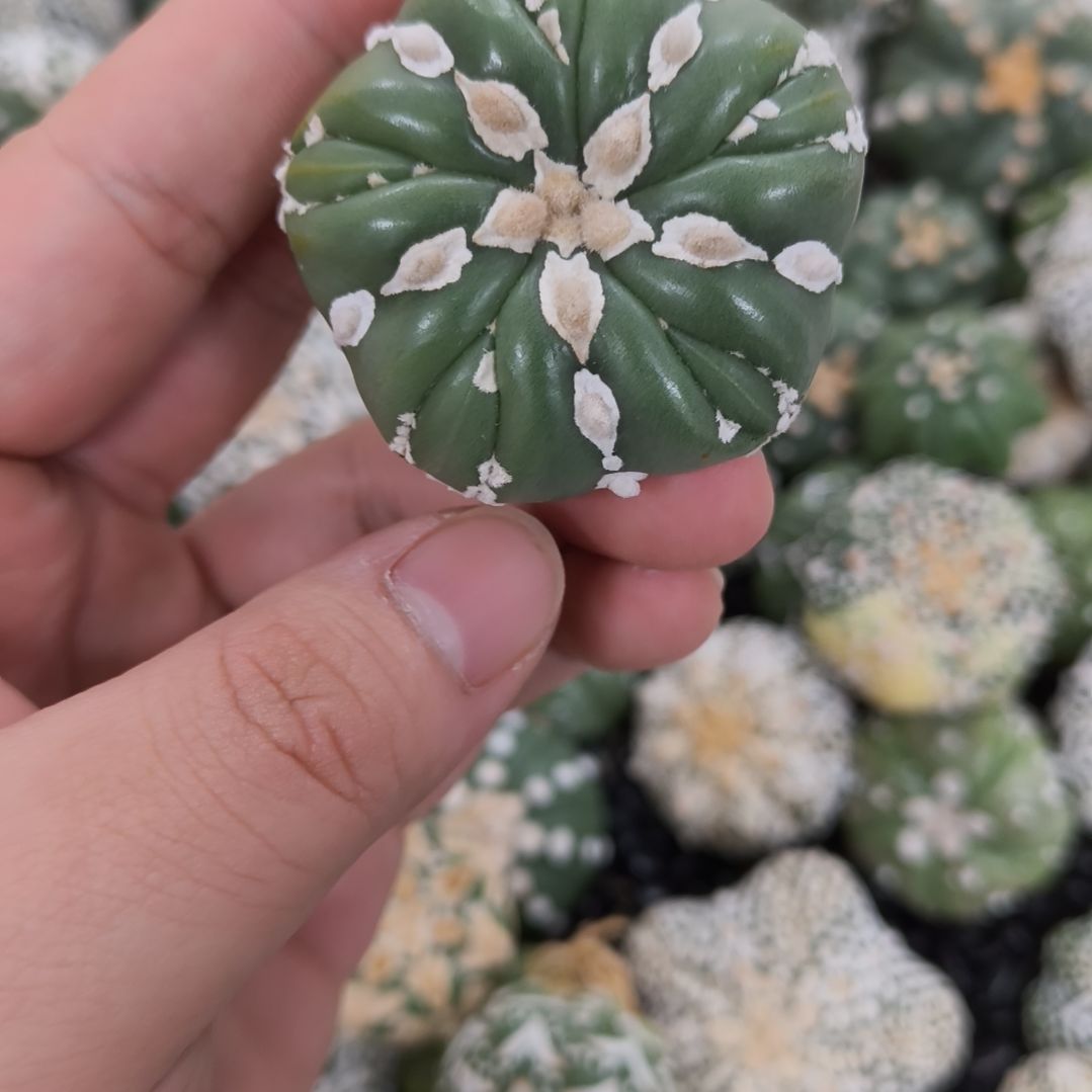 无***为哈哈哈哈哈哈V兜兜兜有疤