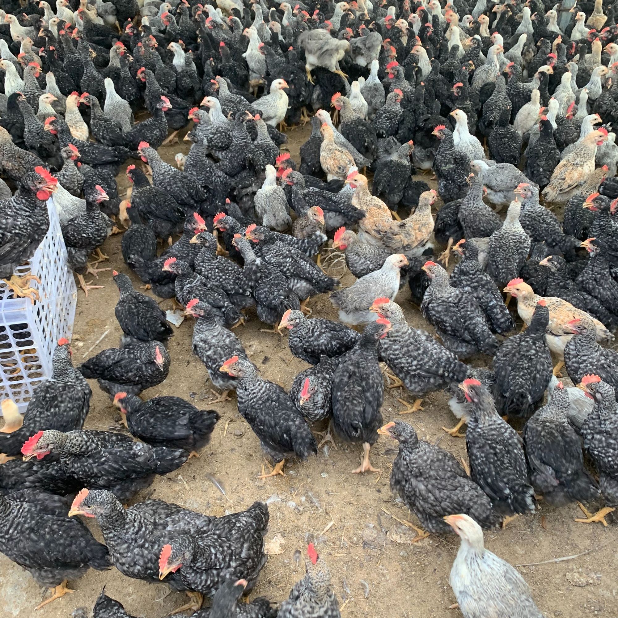 宠物鸡 芦花 6只包邮 （1只1斤左右）