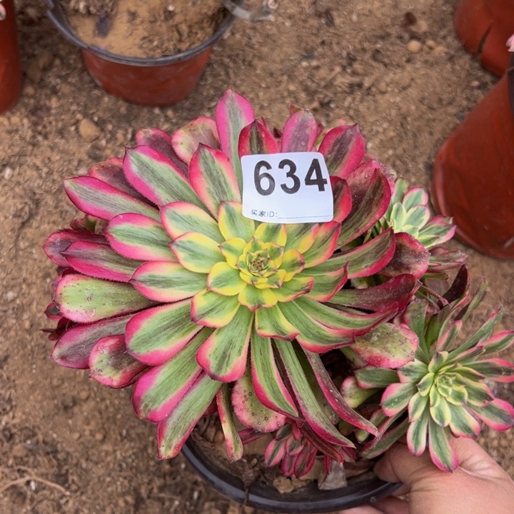 舞天姬多肉植物634