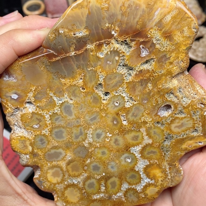 硅化珊瑚（珊瑚玉）手镯未镶嵌