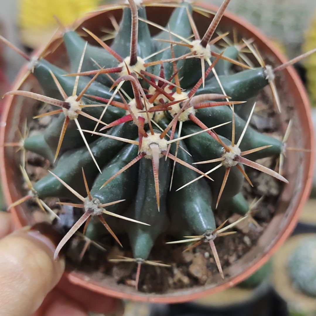 福利特价实生根雎鸠玉