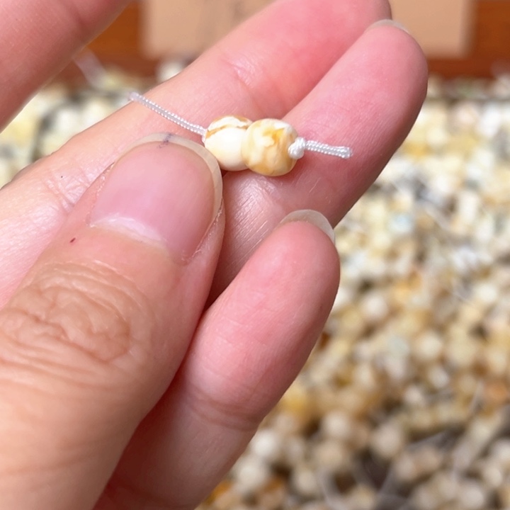 蜜蜡未镶嵌裸石6.1mm一对