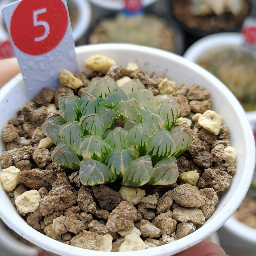 5号萩原玉露锦一物一拍带盆土发货