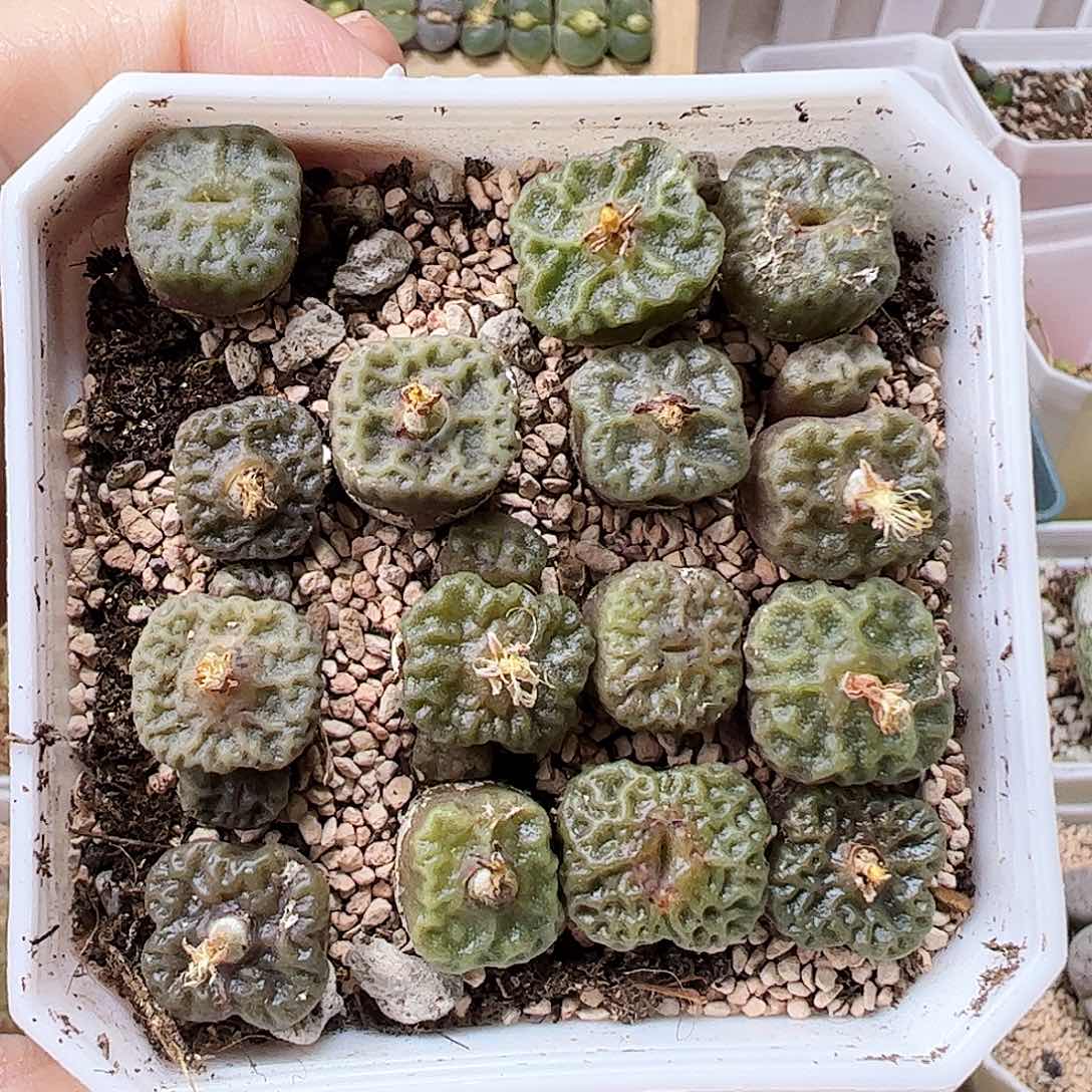 烧麦带盆发……………………