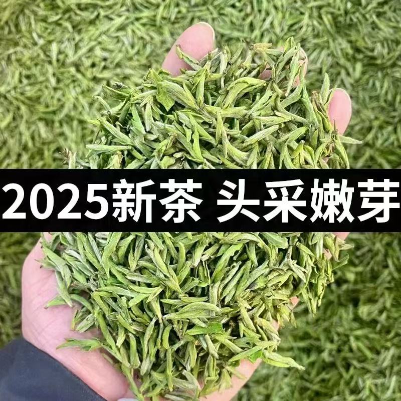 源头厂家 2025年头春头采明前毛峰绿茶