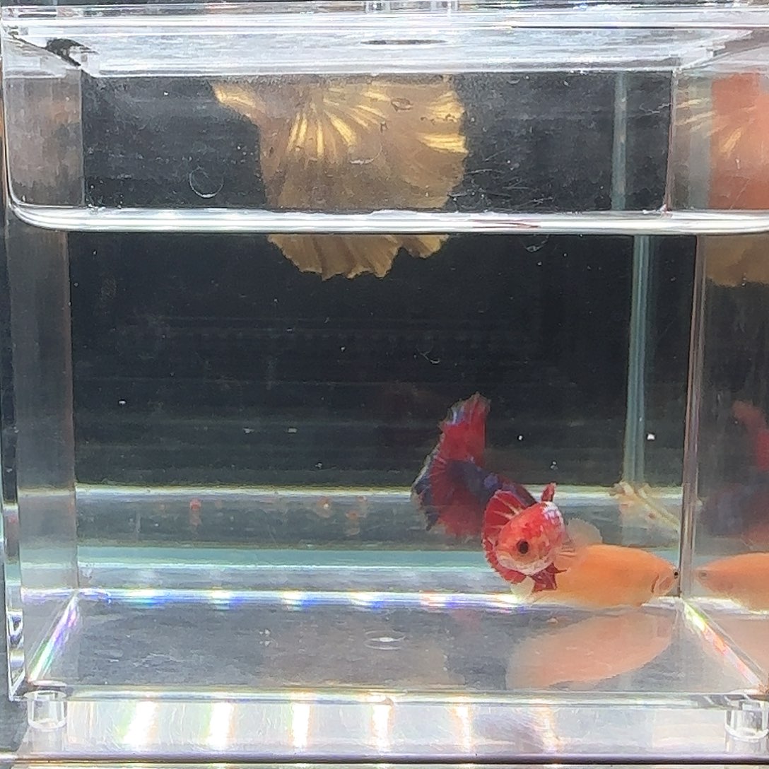斗鱼过户top模式下去