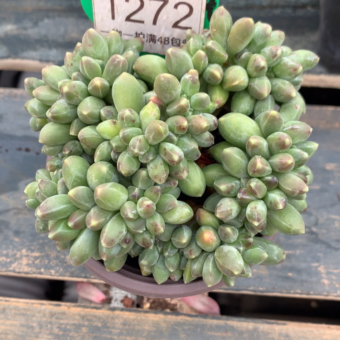 千代田之松缀化1272