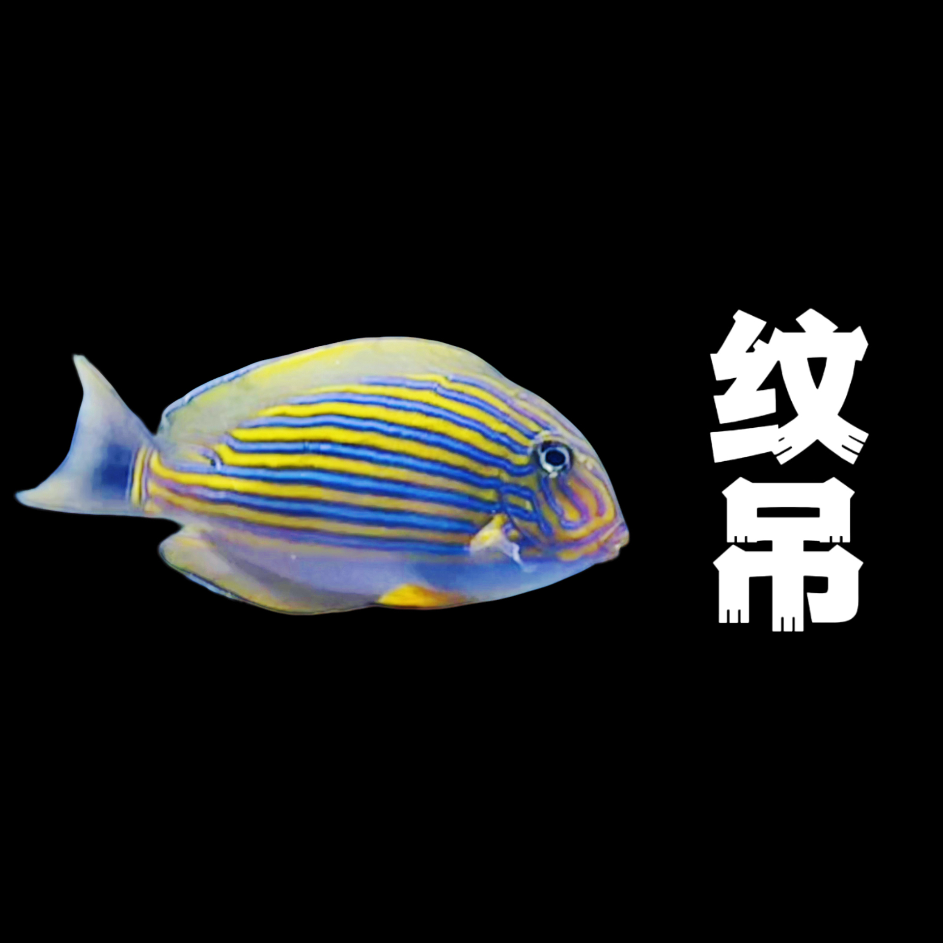 海水观赏鱼 纹吊