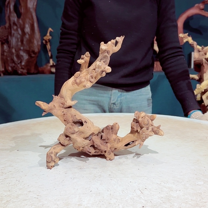 黑果木【****?571金丝红木羊蹄甲