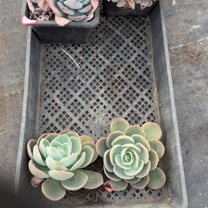 欣***欣白玉兰两颗140盆单头