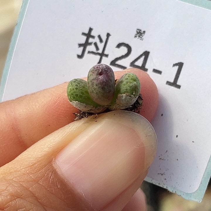 24-1草莓斑马多肉植物