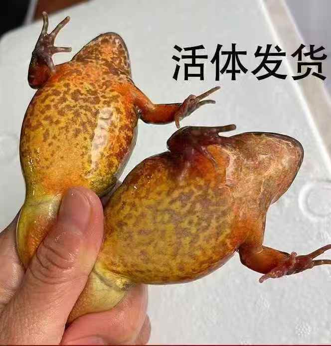 东北特产鲜活林蛙  满油  满籽  顺丰包邮到家