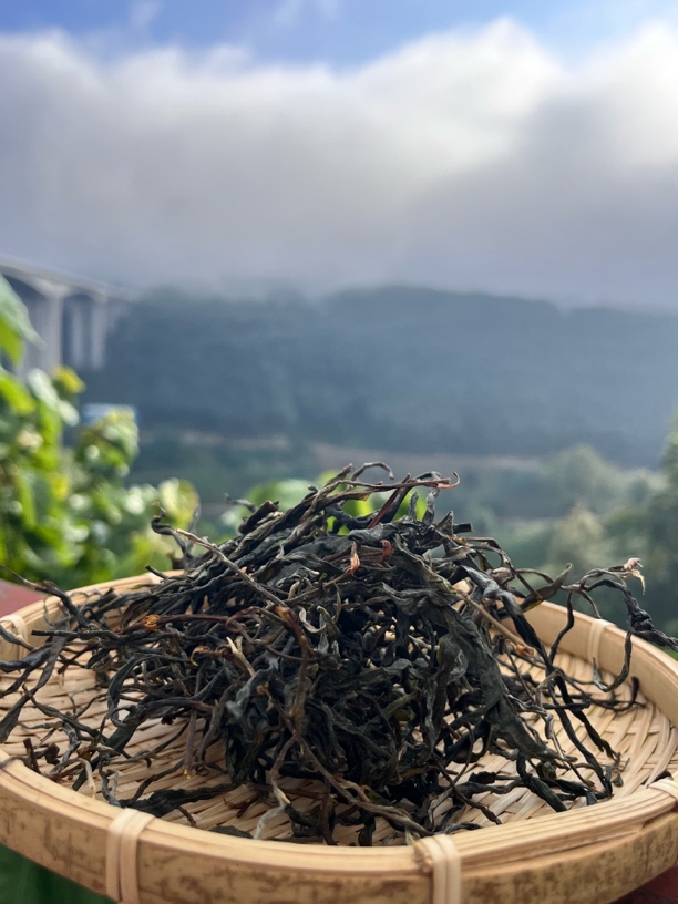 2023年邦东红土地古树春茶 普洱生茶500克