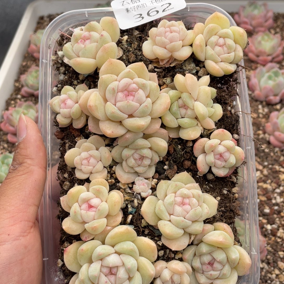 云糖心多肉植物362