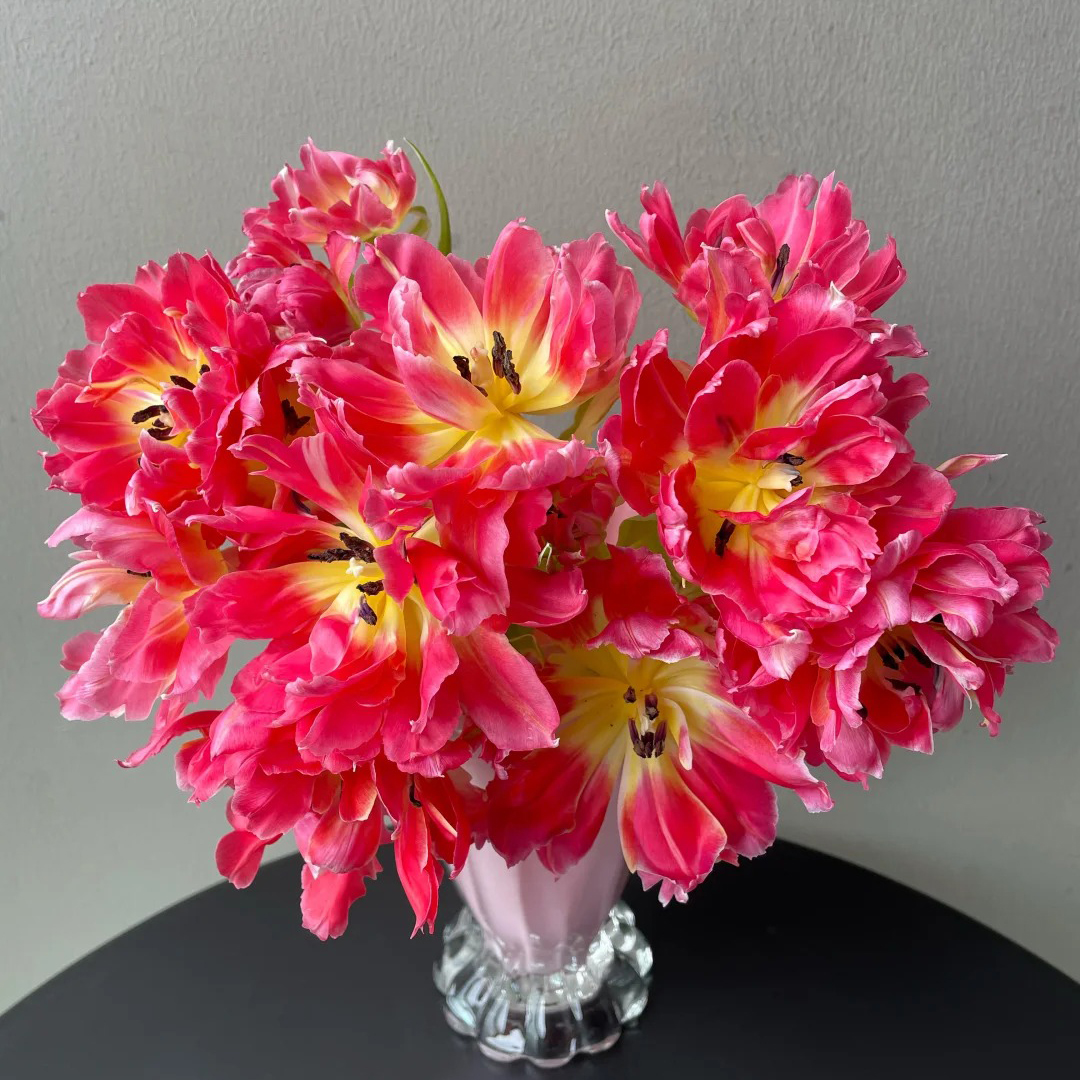 云花巷 * 【郁金香-糖浆布丁】高贵典雅花材 鲜花优选顺丰直发