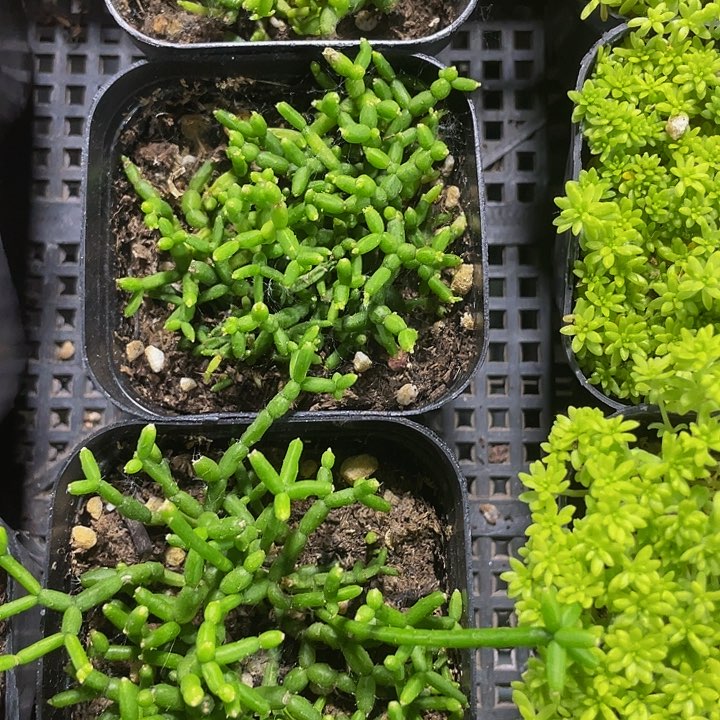 木偶人带盆土发货