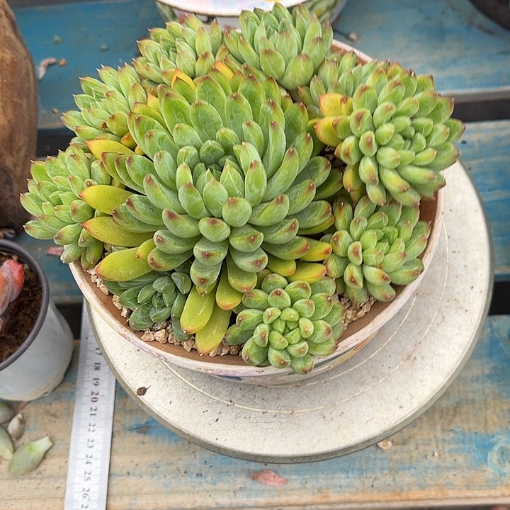 多肉植物一物一拍