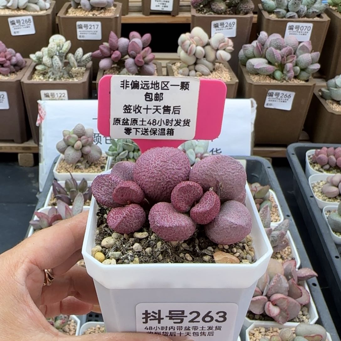 263红烧肉多肉植物