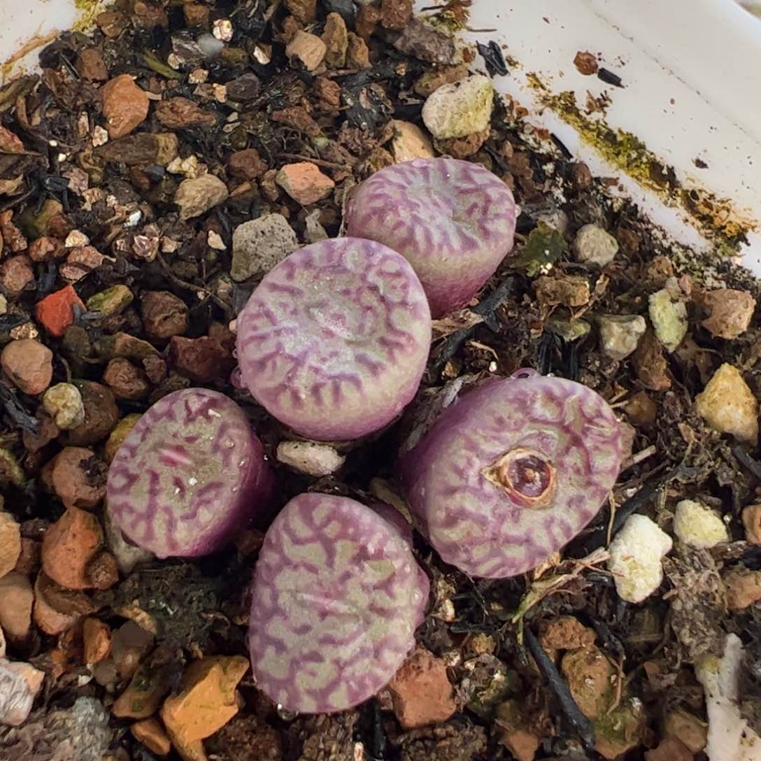 116多肉植物组合