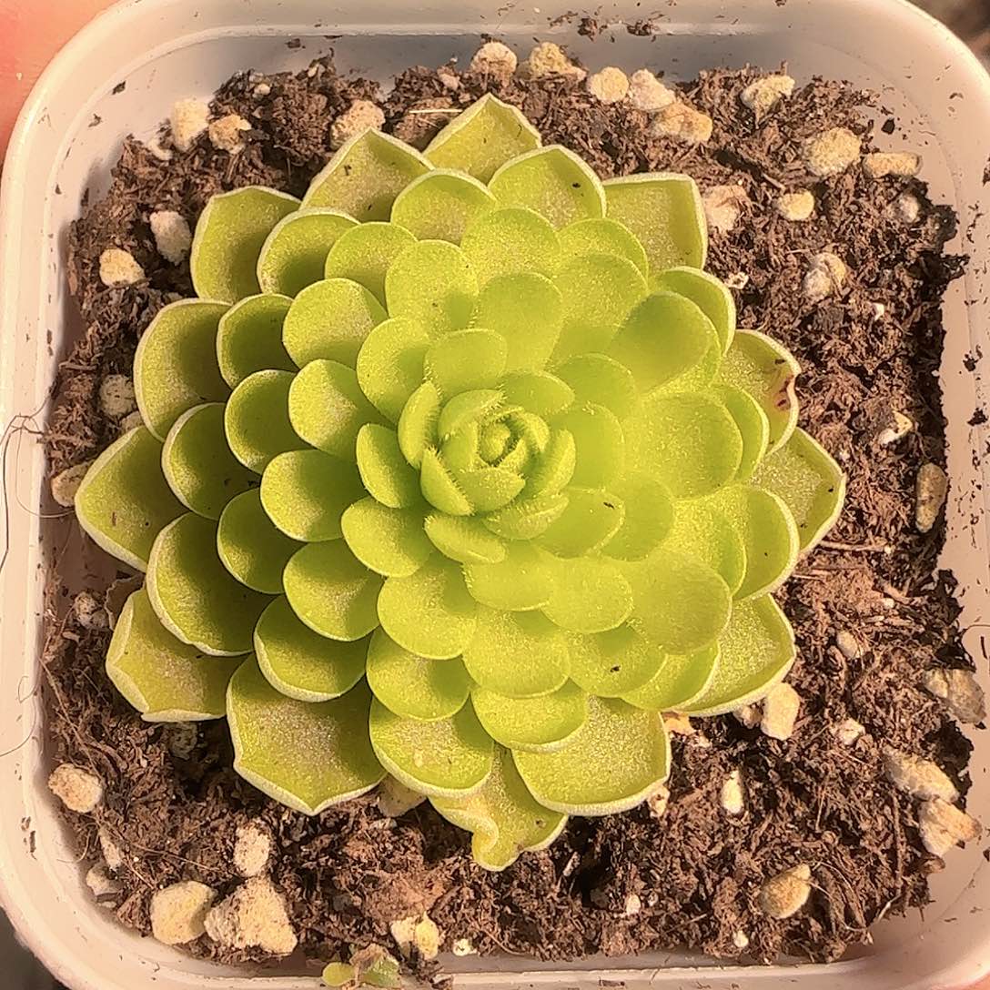 多肉1205-87捕虫堇