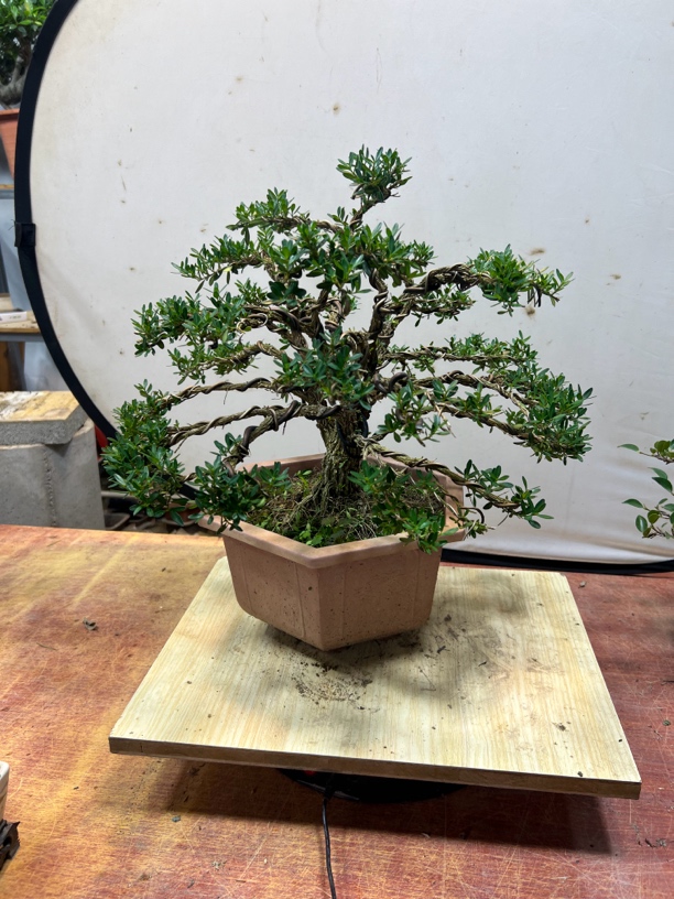 造型皱皮雀舌黄杨盆景，价格不同，多种造型规格，