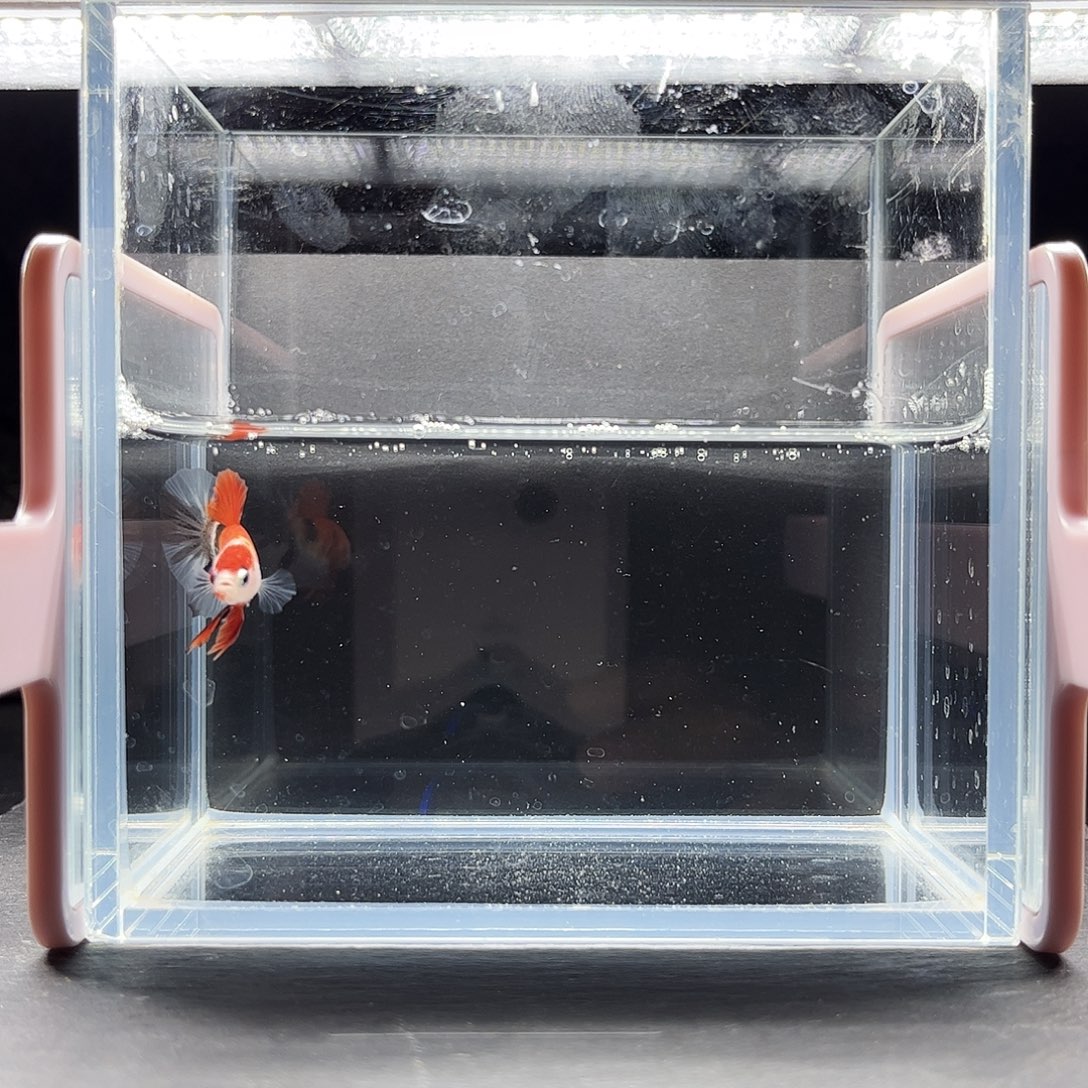 海水鱼宙斯斗鱼竞拍12-05