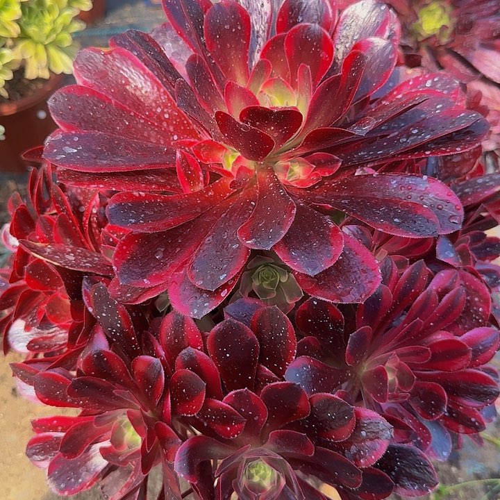 精品凤冠巨无霸捧花亏本福利