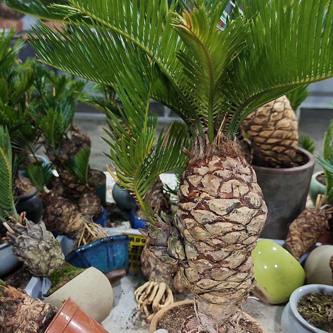 无花朵白鳞铁盆景基地价