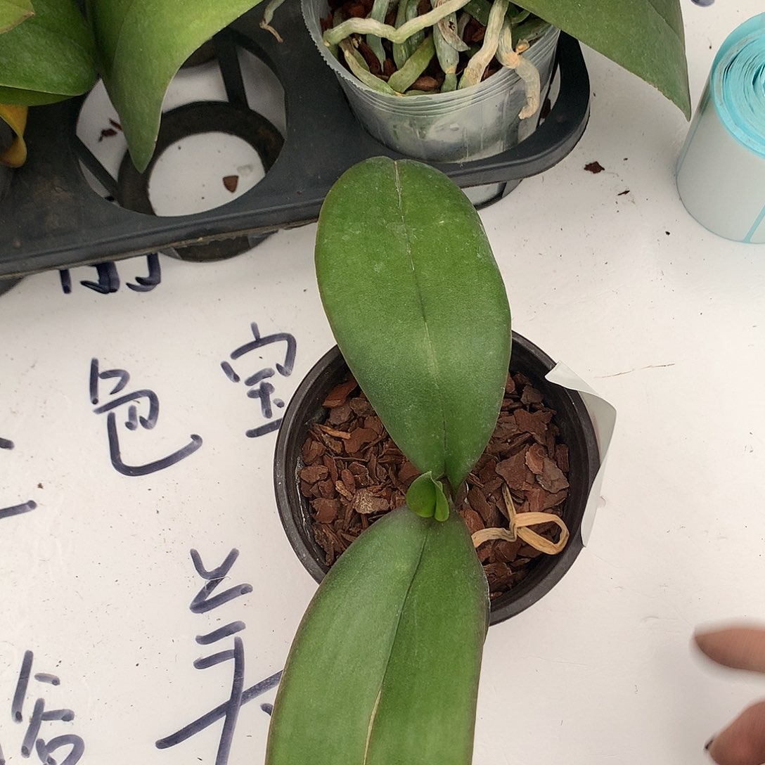 完全开放欧系小苗