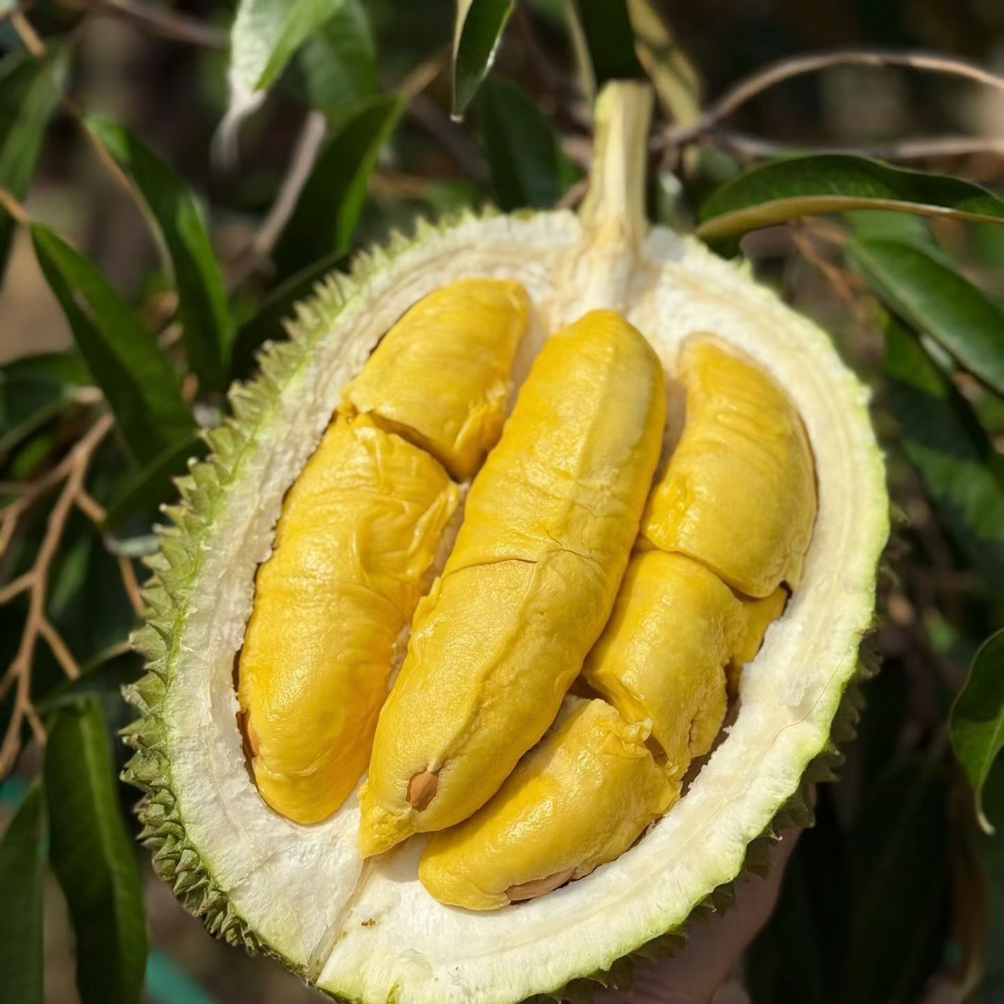 【保四房】马来西亚鲜果猫山王树上完熟湿包绵密香浓2.5斤起
