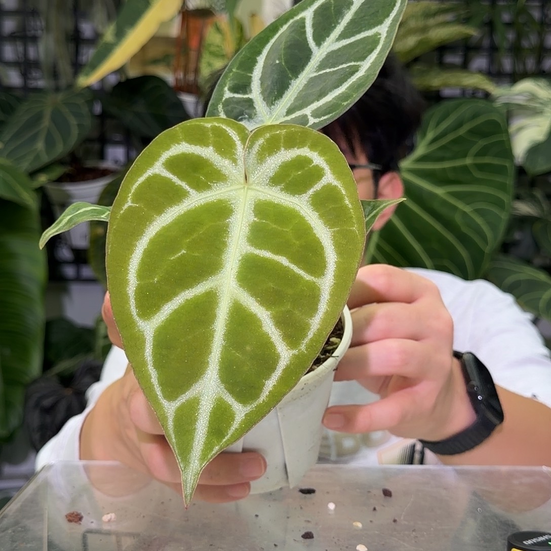 完全开放F502银刷子杂撕裂纹