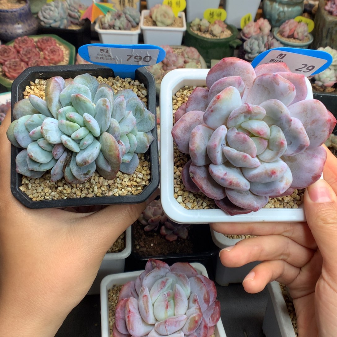 可***乐790-29星影石化多肉