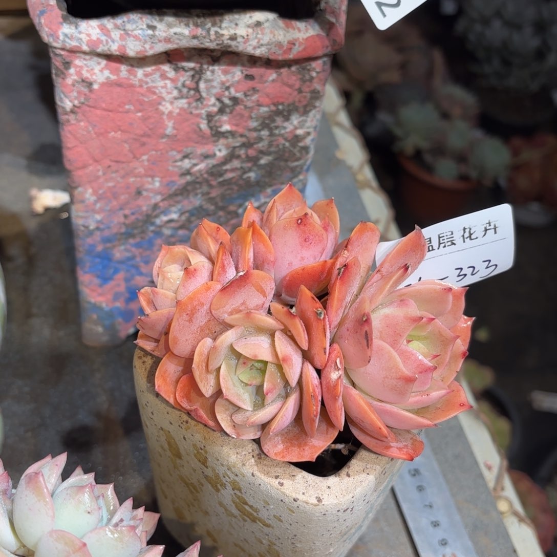 同温层多肉白雪公主323