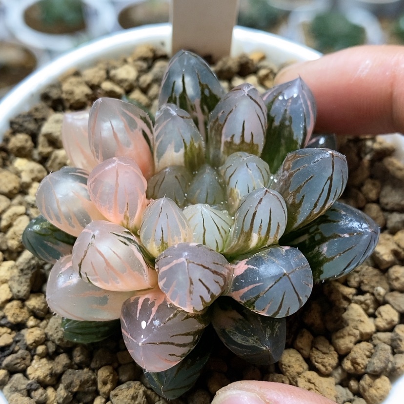 【闪购商品】30霓虹灯