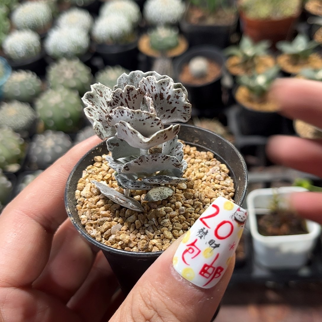 白雀扇单头发货有根发货