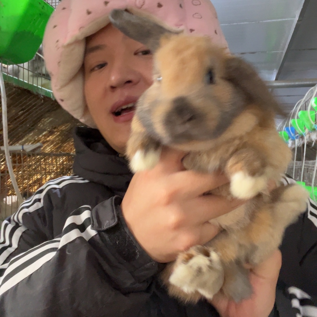 宠物兔英系安哥拉兔