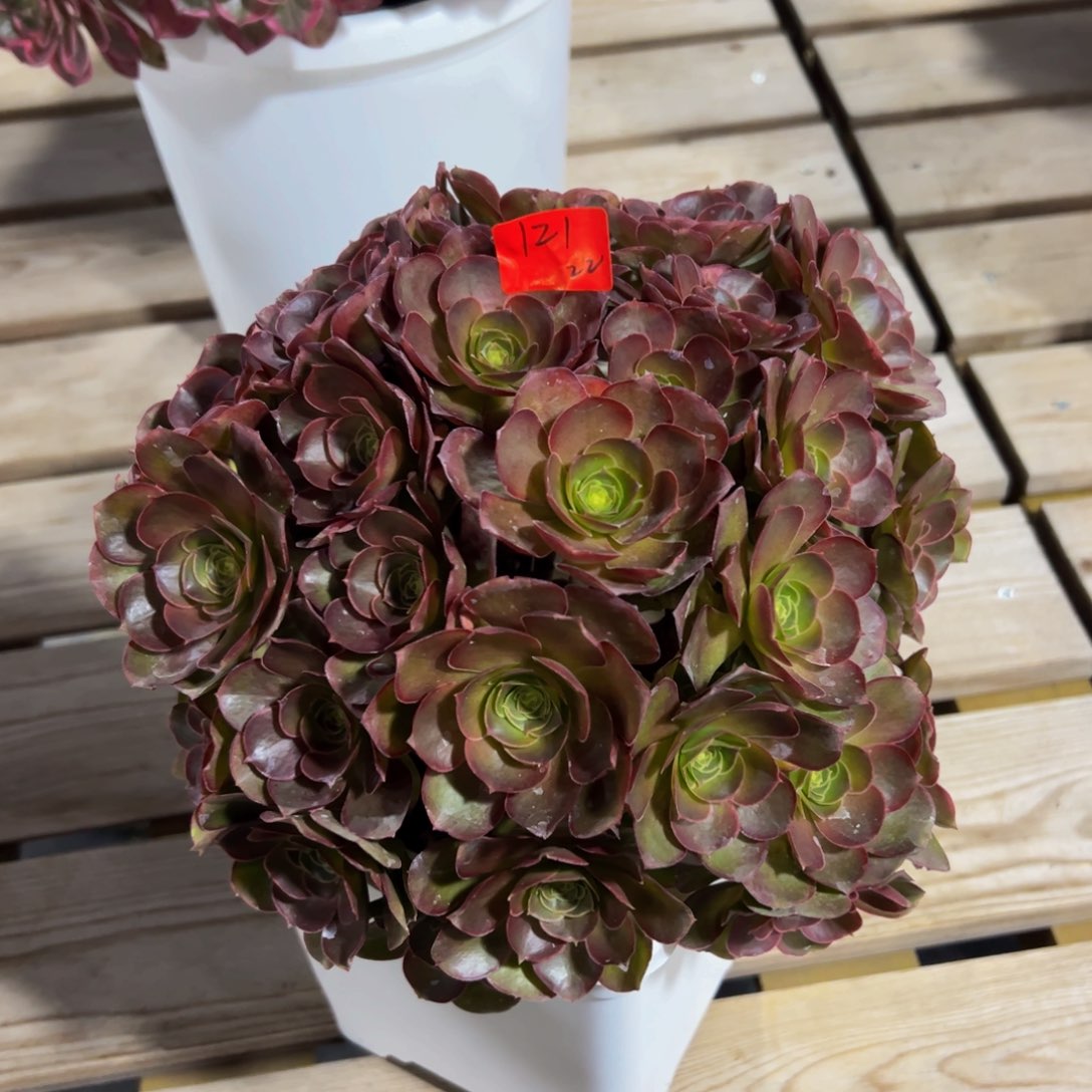 121炖肉植物发货魅金