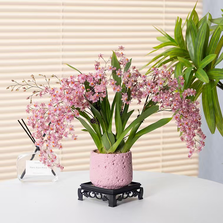 梦香兰带5-7个花剑带陶瓷盆接水底盘