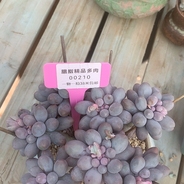 00210，阿就破案了璐璐中介