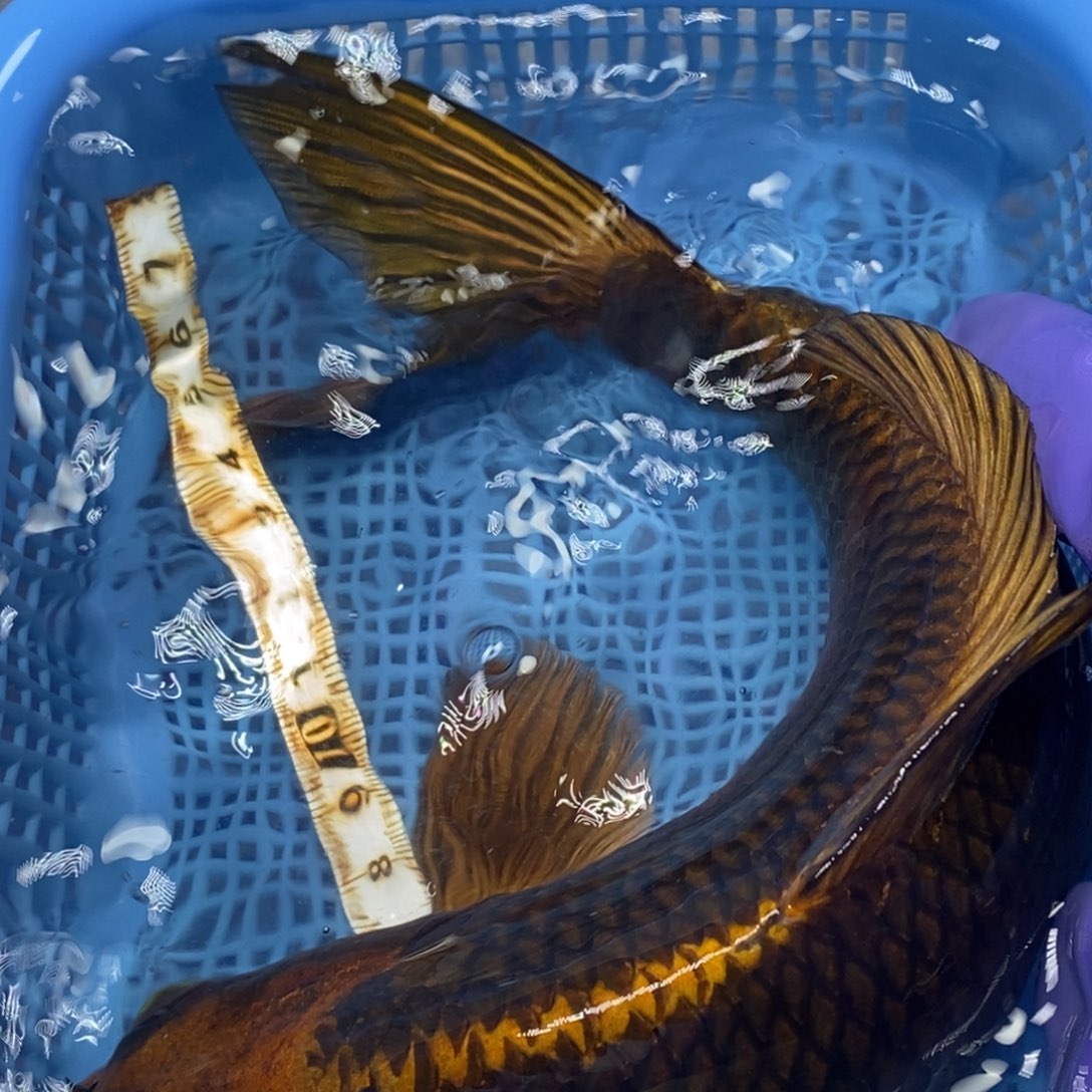 锦鲤冷水錦鯉包郵