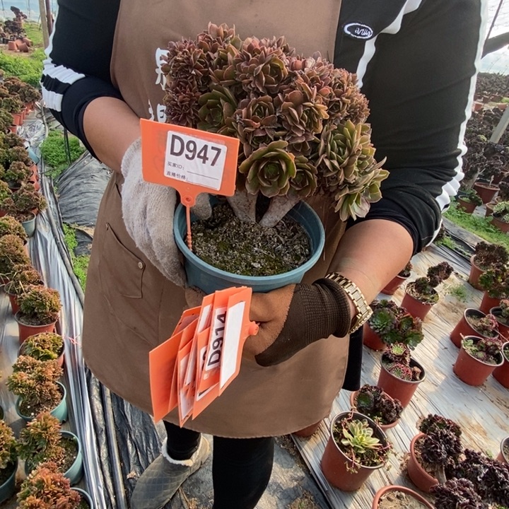 刘***芩D947那家女王那家女王