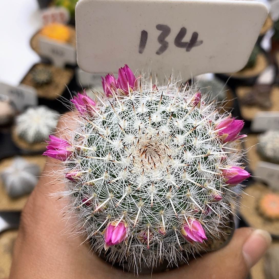 开播后，特价来了