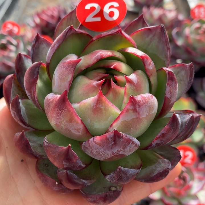 流****多肉植物 惊鸿仙子-4