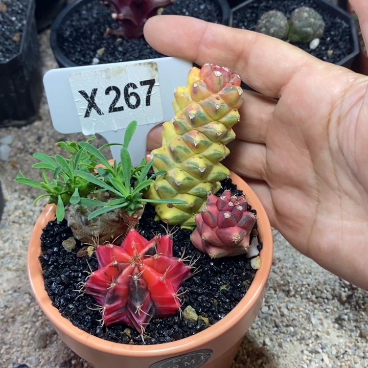 福利 3 颗如图！！！