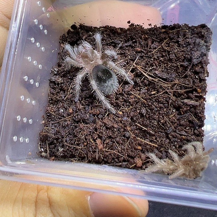 活体宠巴西黑母，短腿