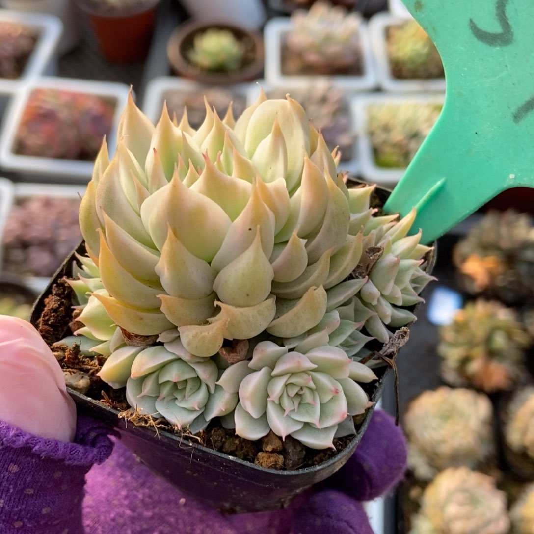 1599玛格丽特锦多肉植物保护